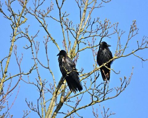 What Does Seeing 3 Crows (Or Ravens) Really Mean?