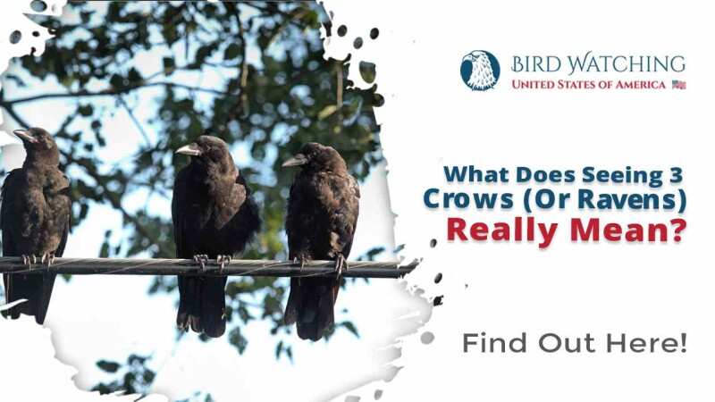 What Does Seeing 3 Crows (Or Ravens) Really Mean?