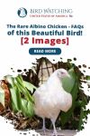 The Rare Albino Chicken: FAQs of this Beautiful Bird! [2 Images] Thumbnail