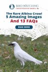 The Rare Albino Crow! 5 Amazing Images and 13 FAQs Thumbnail