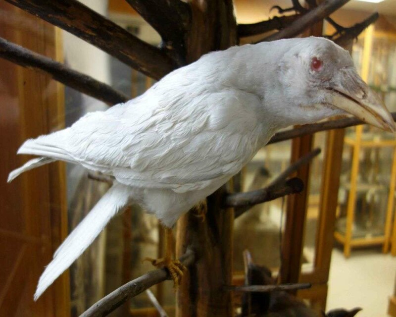 the-rare-albino-crow-5-amazing-images-and-13-faqs