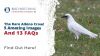 The Rare Albino Crow! 5 Amazing Images and 13 FAQs Thumbnail