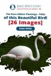 The Rare Albino Flamingo: FAQs of this Beautiful Bird! (6 Images) Thumbnail