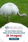 The Rare Albino Ostrich: FAQs of this Beautiful Bird! [5 Images] Thumbnail