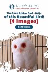 The Rare Albino Owl: FAQs of this Beautiful Bird! [4 Images] Thumbnail