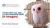The Rare Albino Owl: FAQs of this Beautiful Bird! [4 Images] Thumbnail