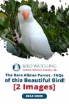The Rare Albino Parrot: FAQs of this Beautiful Bird! [2 Images] Thumbnail