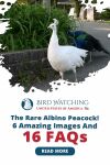 The Rare Albino Peacock! 6 Amazing Images And 16 FAQs Thumbnail