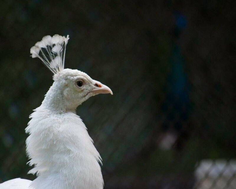 the-rare-albino-peacock-6-amazing-images-and-16-faqs