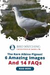 The Rare Albino Pigeon! 6 Amazing Images And 14 FAQs Thumbnail