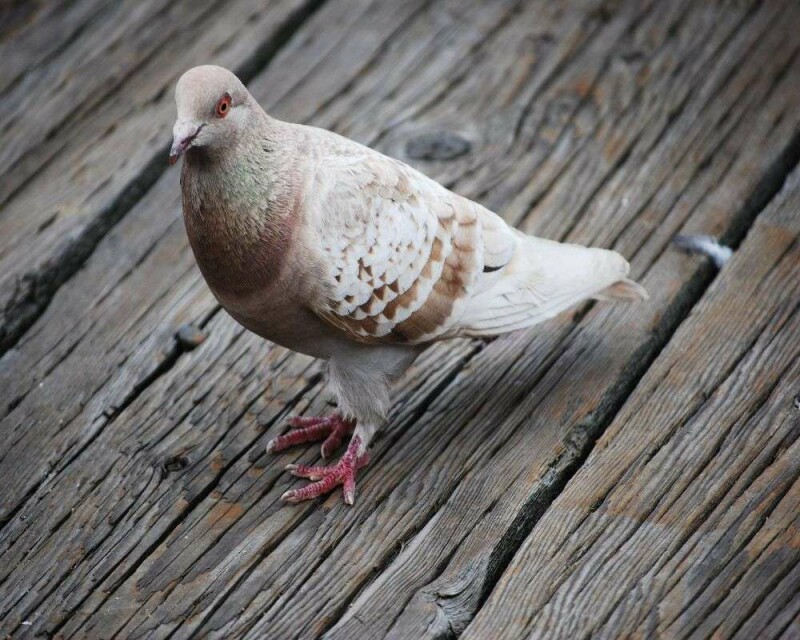 The Rare Albino Pigeon! 6 Amazing Images And 14 FAQs