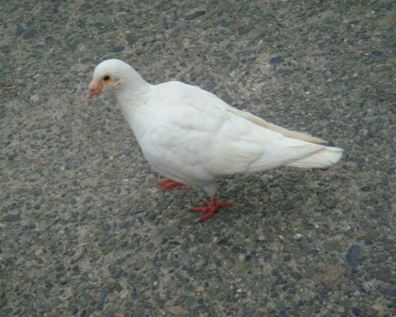 The Rare Albino Pigeon! 6 Amazing Images And 14 FAQs