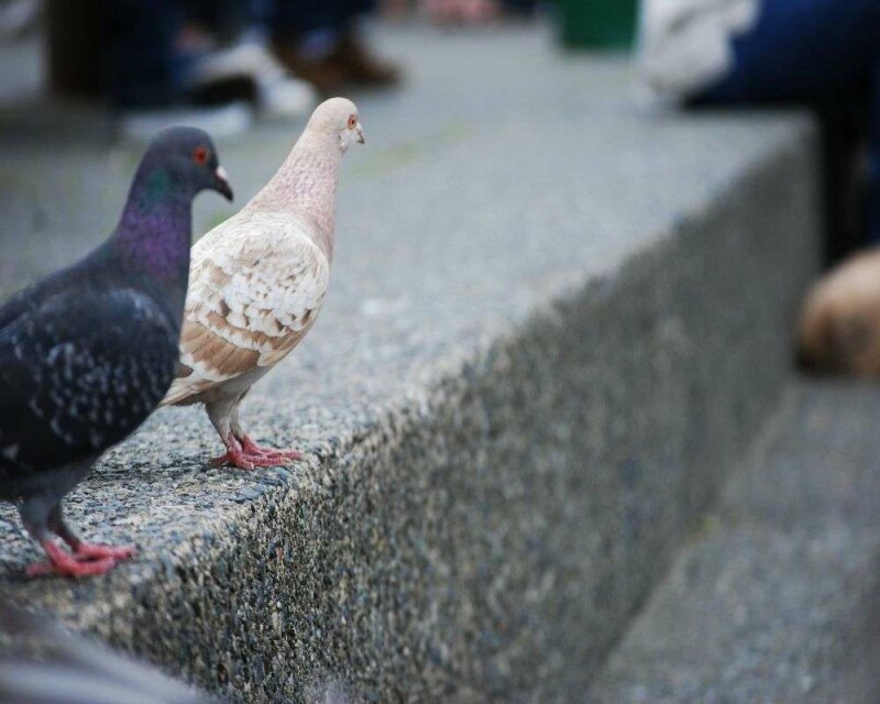 The Rare Albino Pigeon! 6 Amazing Images And 14 FAQs