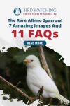 The Rare Albino Sparrow! 7 Amazing Images And 12 FAQs Thumbnail