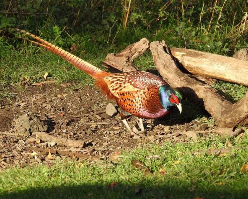 Are Birds Animals? What’s their role in the Animal Kingdom?