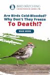 Are Birds Cold-Blooded? Why Don't They Freeze To Death!? Thumbnail