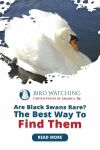 Are Black Swans Rare? The Best Way To Find Them! Thumbnail