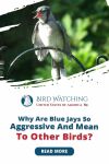 Why Are Blue Jays So Mean and Aggressive to Other Birds? Thumbnail