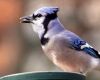 a blue jay bird