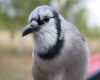 blue jay close up