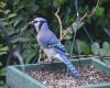 a blue jay feeding