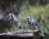 blue jays feeding