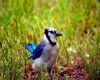 a blue jay on ground