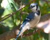 a blue jay perched