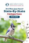 Are Blue Jays Rare? State By State Comparison Thumbnail