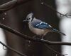 a blue jay