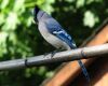 a blue jay bird looking away