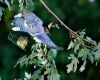 A blue jay eating from a feeder