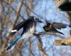 a blue jay in air