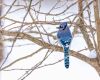 a blue jay on a tree