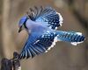 A flying blue jay