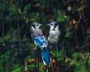a male and female blue jay