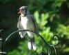 a young blue jay