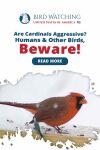 Are Cardinals Aggressive? Humans & Other Birds, Beware! Thumbnail
