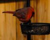 a cardinal feeding