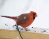 a cardinal on ground