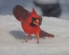 a cardinal showing aggression