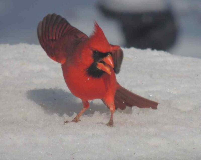 Are Cardinals Aggressive? Humans & Other Birds, Beware!