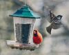 a cardinal dominating a bird