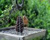 a female cardinal