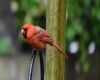 a male cardinal