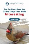 Are Cardinals Born Red or Do They Turn Red? Interesting Thumbnail