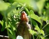 a baby cardinal