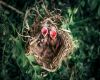 baby cardinals