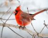 a cardinal perched on tree