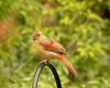 a female cardinal